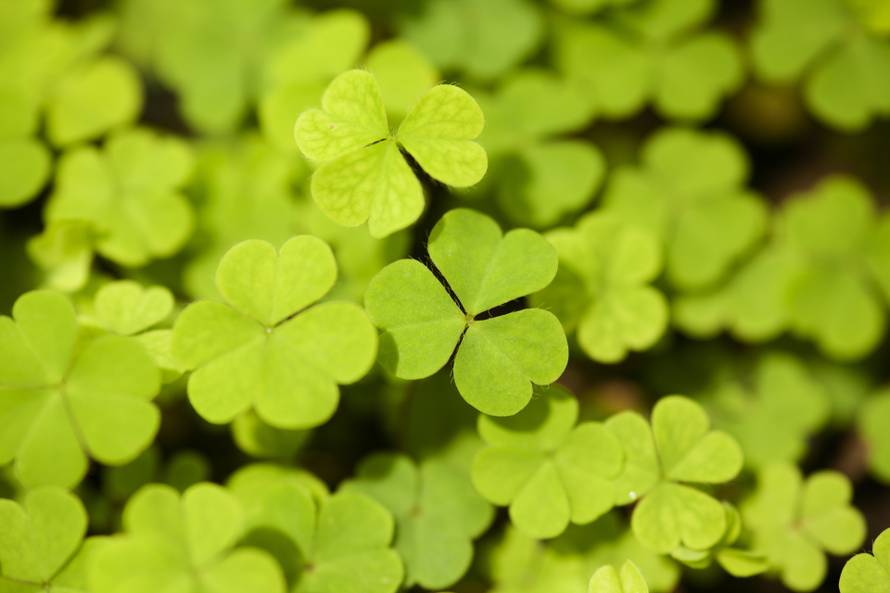 11 razloga zašto je u vrtu bolje posijati djetelinu nego travu