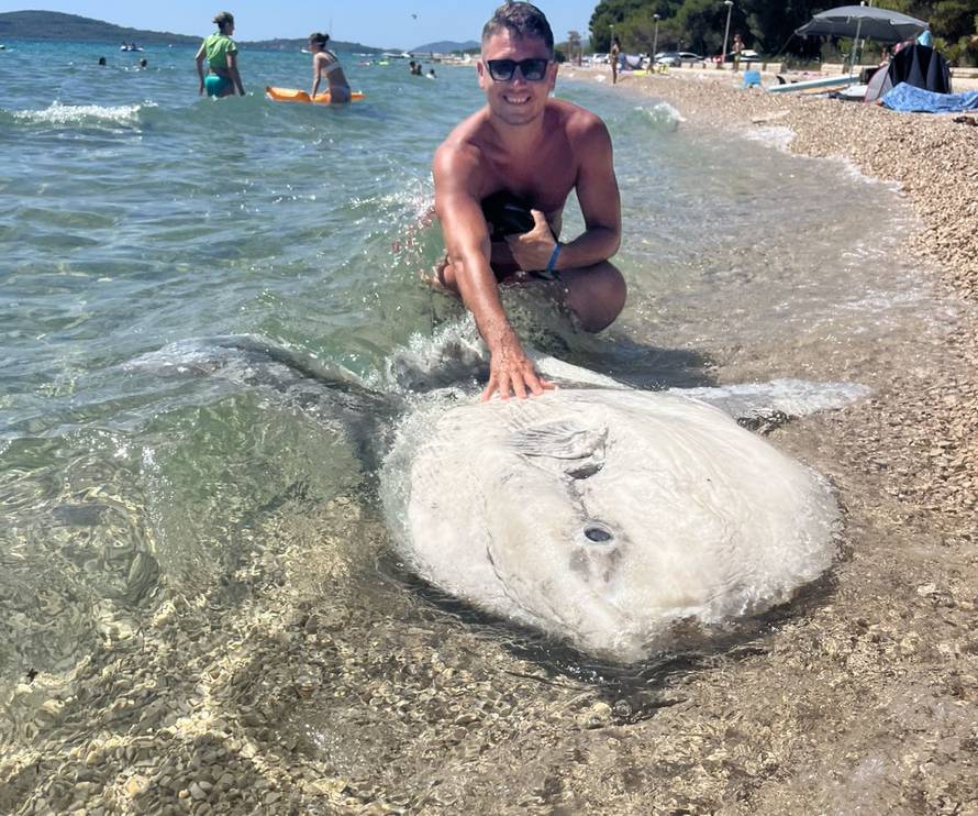 VIDEO Neobična i ogromna riba nasukala se na Jadriji: 'Kao da se sunča, baš nas je iznenadila'