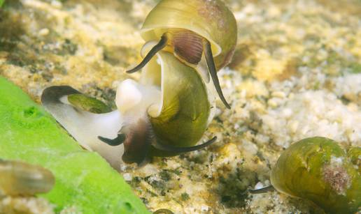 Zatopljavanje dijelova istočnog Mediterana dovodi do nestanka  izvornih populacija  mekušaca