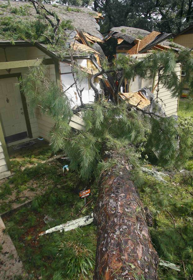 A huge pine tree is shown as it fell through a home from the wind and rain damage of Hurricane Hermine in Tallahassee