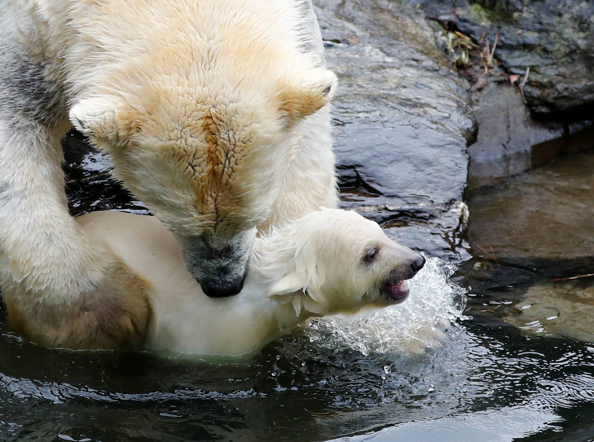 A female polar bear cub is seen together with 9 year-old mother Tonja during her first official presentation for the media at Tierpark Berlin zoo in Berlin
