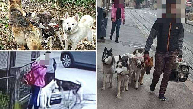 Misterij ostavljenih pasa na Grmoščici: Zavezali ih za drvo i otišli. Imaju mađarske čipove!