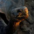 Divovska kornjača za koju se dugo vjerovalo da je izumrla pronađena živa na Galápagosu