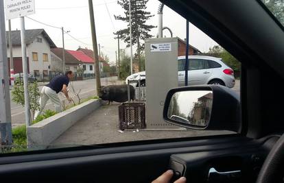 Svinja u šetnji: Idem pogledati što ima novog u Španskom...