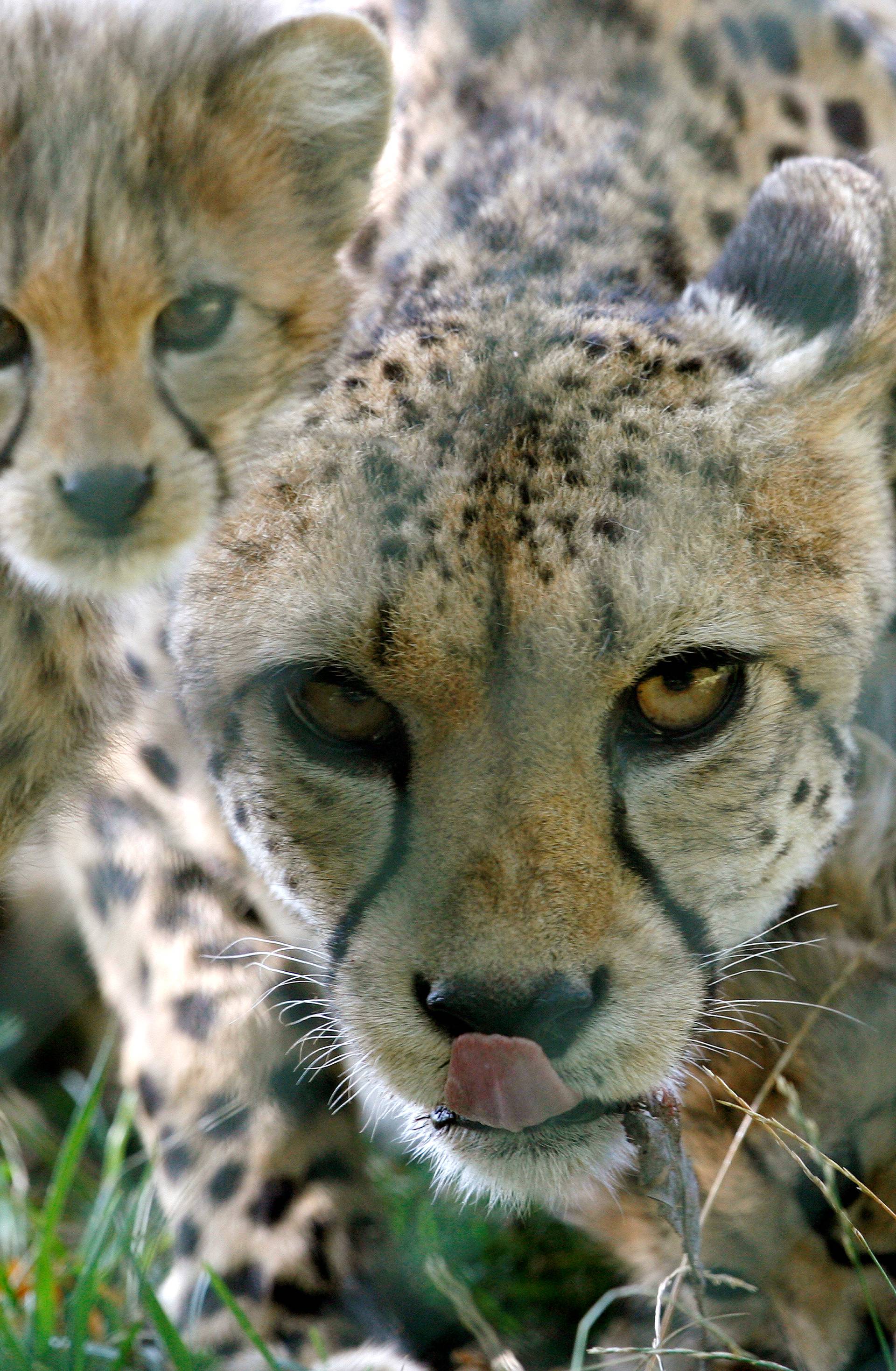 FILE PHOTO: Then ten-year-old cheetah Msichana standing beside one of its three cubs at an enclosure at the zoo in Basel