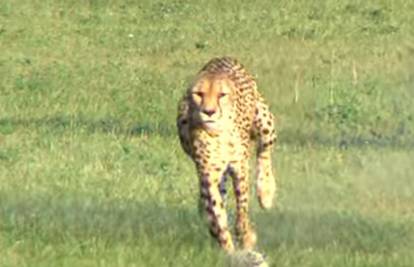 Uginula je gepardica Sarah - najbrža kopnena životinja
