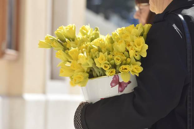 Šibenik: Liga protiv raka Šibenik obilježava Dan narcisa