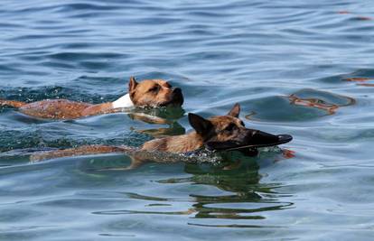 Zbog otpadnih voda zatvorili su plažu za pse Punta kolovi