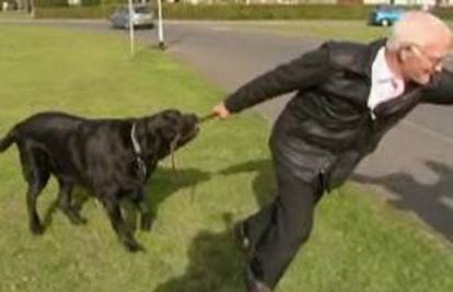Najveći britanski pas Samson mora na operaciju