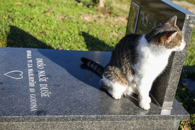 Zagreb: Groblje kućnih ljubimaca u Dumovcu obišao je jedino jedan mačak