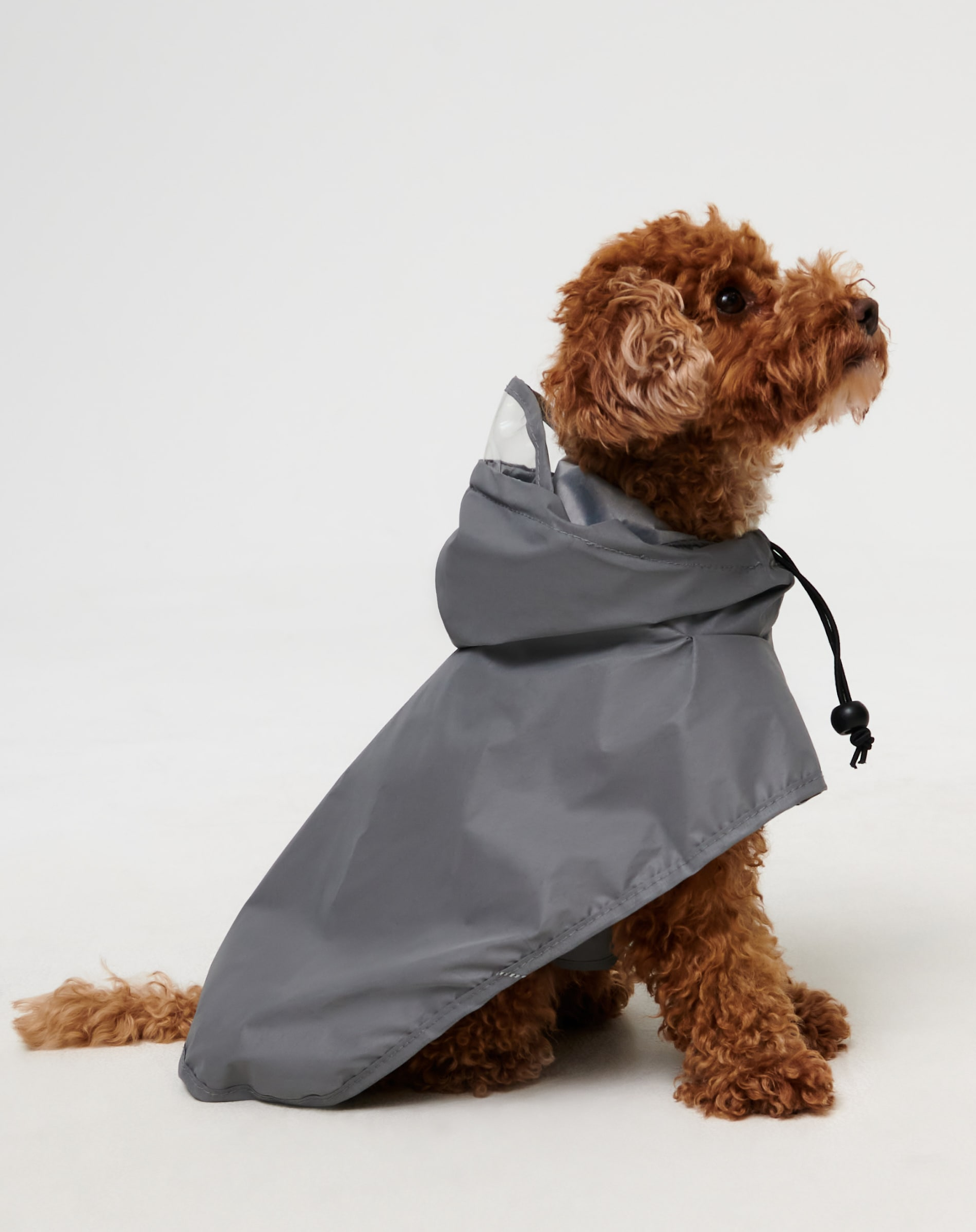 Kišne kabanice za pse: štite od vode, hladnoće i mokrog krzna