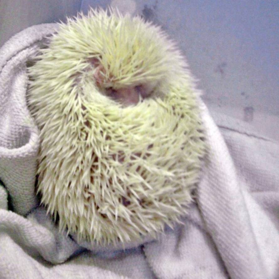 24Ljubimci/Daj šapu