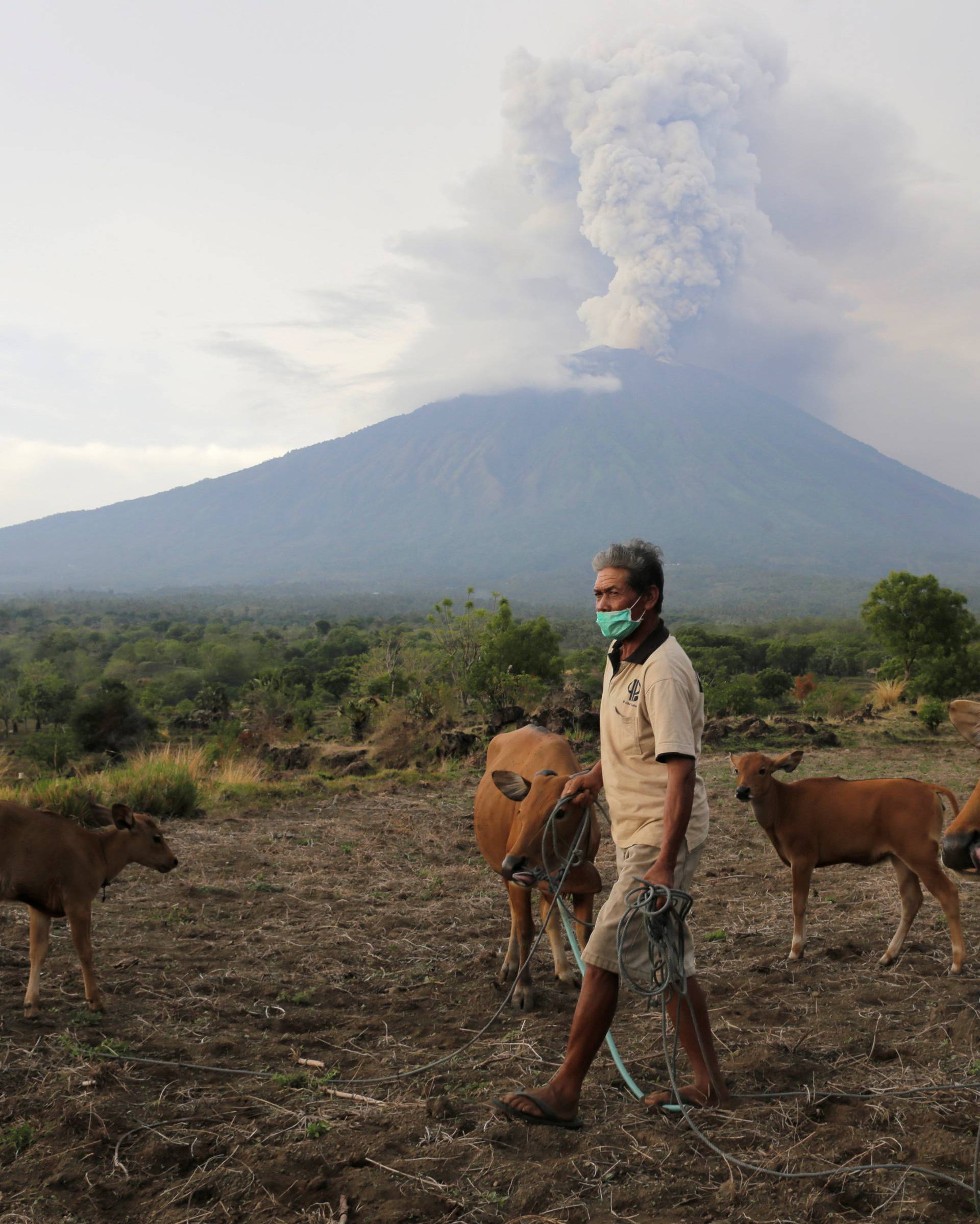 A farmer walks with his cattle as Mount Agung volcano erupts in the background in Karangasem, Bali,