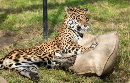 Stara dama: 'Micica' iz Osijeka najstarija jaguarica na svijetu