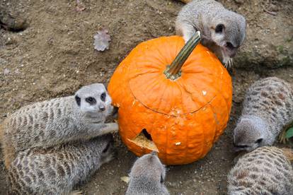 Životinje u zagrebačkom ZOO-u dobile bundeve