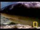 Youtube/NationalGeographic