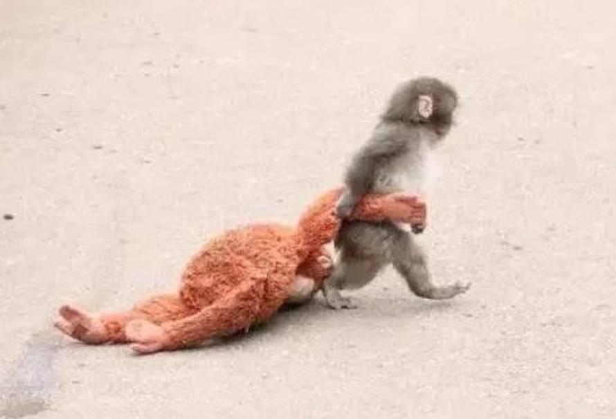 Ovo je tužna istina o majmunu Punchu: I ozloglašeni Andrew Tate nudio  215.000 € za njega!