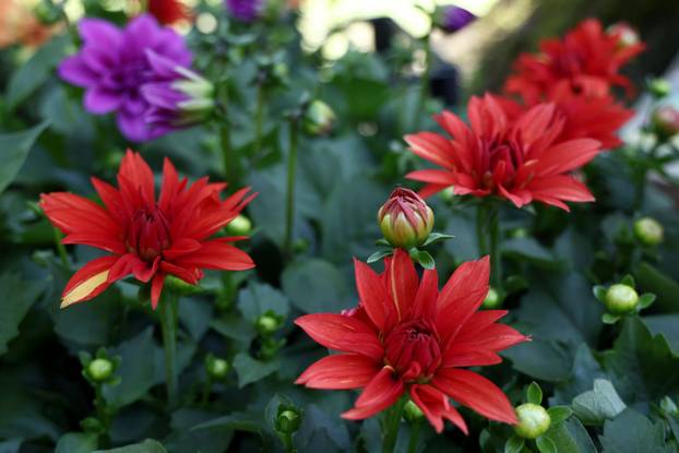 U Dugom selu održan je sajam cvijeća