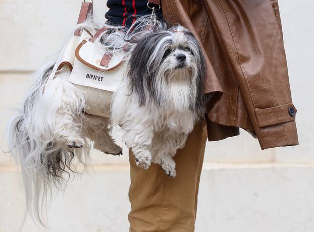 Zagreb: Pas poput modne torbice