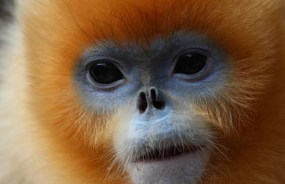 Vrsta majmuna 'prćastog nosa' nazvana po sultanovoj supruzi