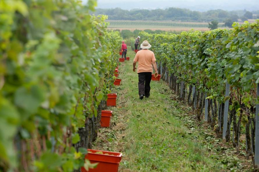 U Kneževim Vinogradima počela berba grožđa