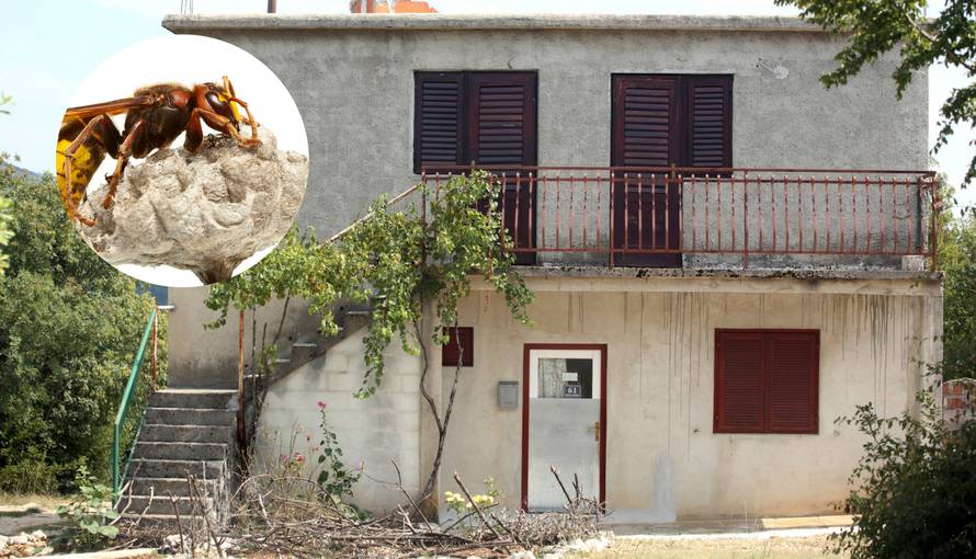 'Gnijezdo je bilo golemo': Baku Anu ubolo je 40 stršljenova