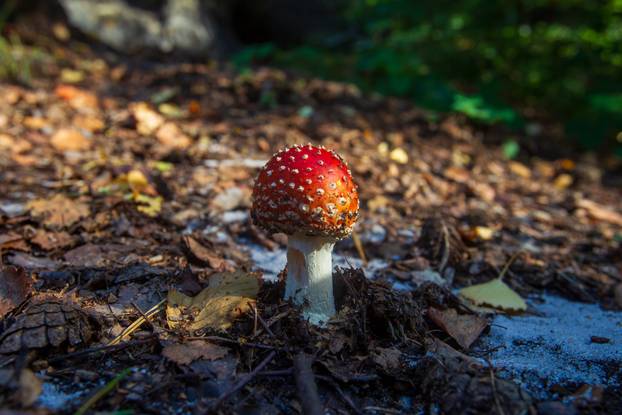 Toadstool on the forest floor