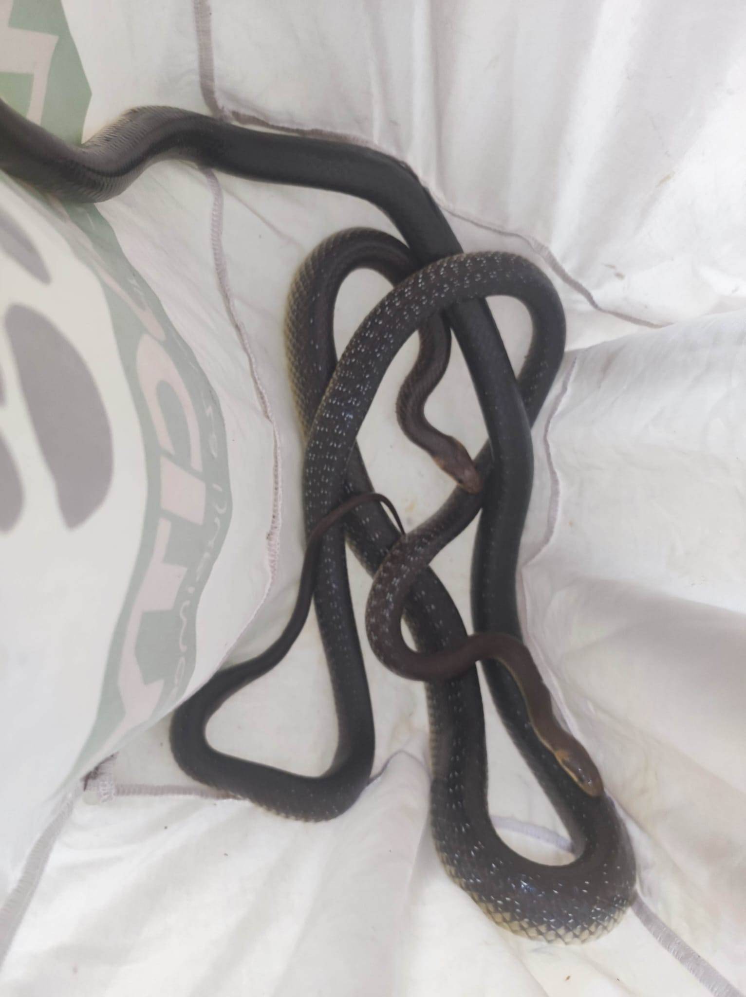 Najezda zmija: U Vrbovskom se zmije uvukle u grede, u kući u Zagrebu ih pronašli pri parenju