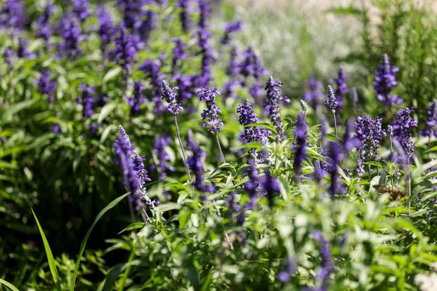 Započela je sezona alergenih biljaka u Zagrebu