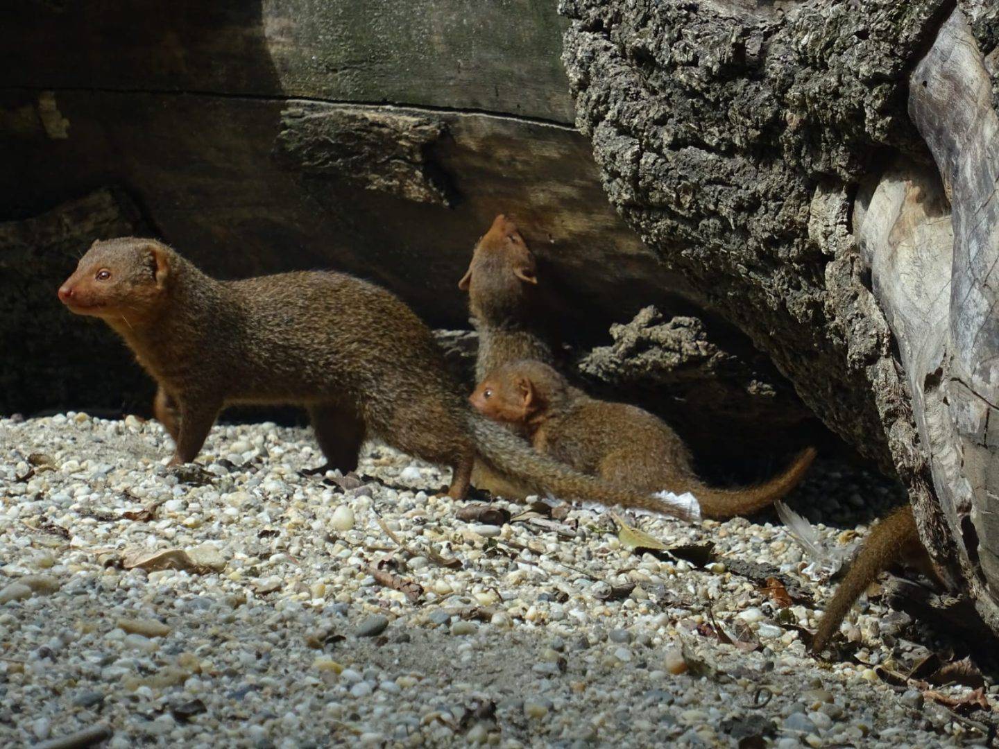 FOTO Pogledajte preslatke mladunce patuljastih mungosa iz zagrebačkog zoološkog vrta