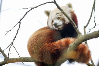 Međunarodni dan crvenih pandi u zagrebačkom Zoološkom vrtu