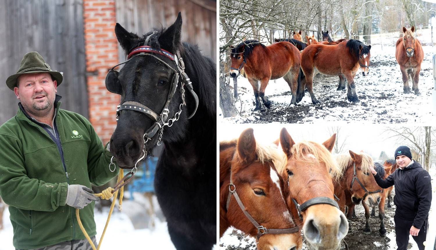 Da ove kobile nisu kod nas, vjerojatno bi bile u kobasama...