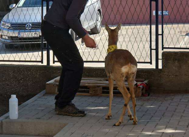 GALERIJA Psi izgrizli srnu u Zadru, veterinari su je zbrinuli: Možda će trebati na operaciju