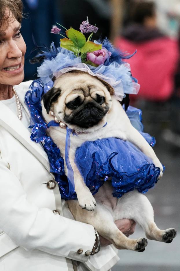 150th Annual Westminster Kennel Club Dog Show in New York City