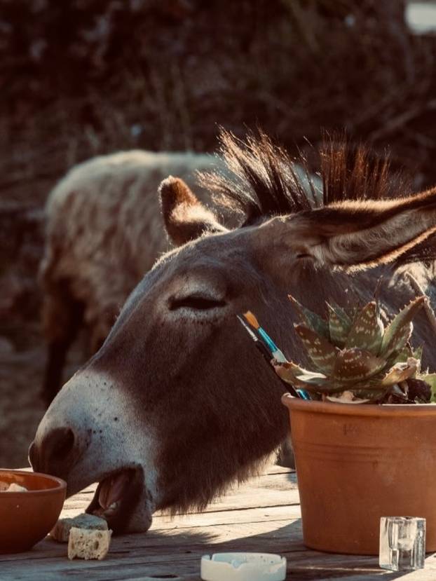 FOTO Farma blizu Splita na kojoj možete ručati među knjigama i družiti se sa životinjama