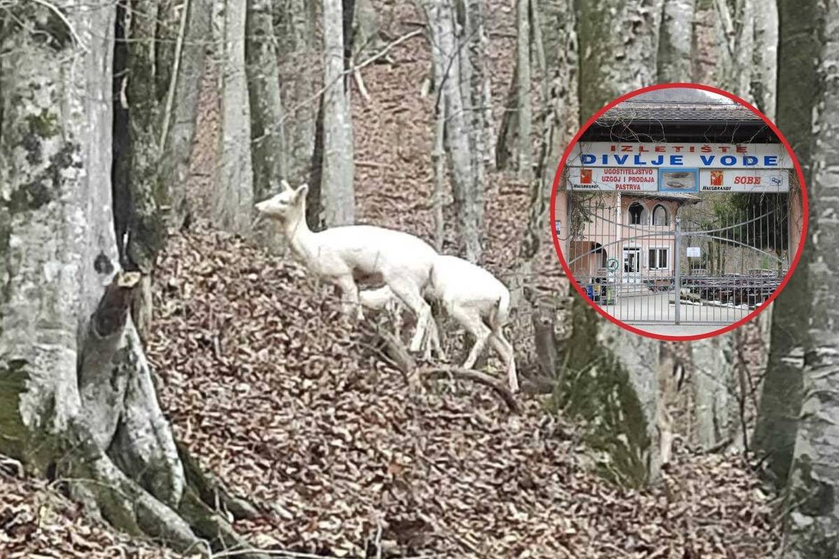 Albino košute Stela i Diva lutaju Žumberkom: 'Ne snalaze se baš u prirodi, dođu kad ogladne'
