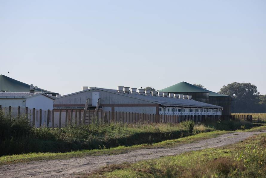 Sokolovac: Kreće eutanazija svinja, uvode se novi sigurnosni protokoli