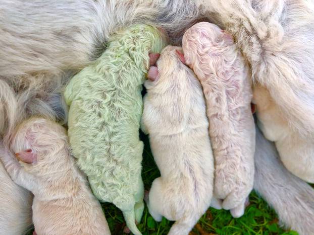Puppy with green fur born in Sardinia