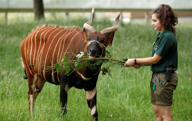Britanski Safari park ponovno će otvoriti vrata posjetiteljima