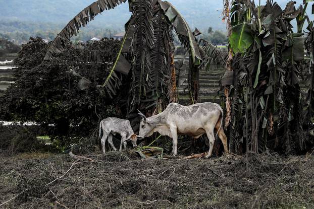 Cows partly covered by ashes eat grass in a land nearby the erupting Taal Volcano in Talisay