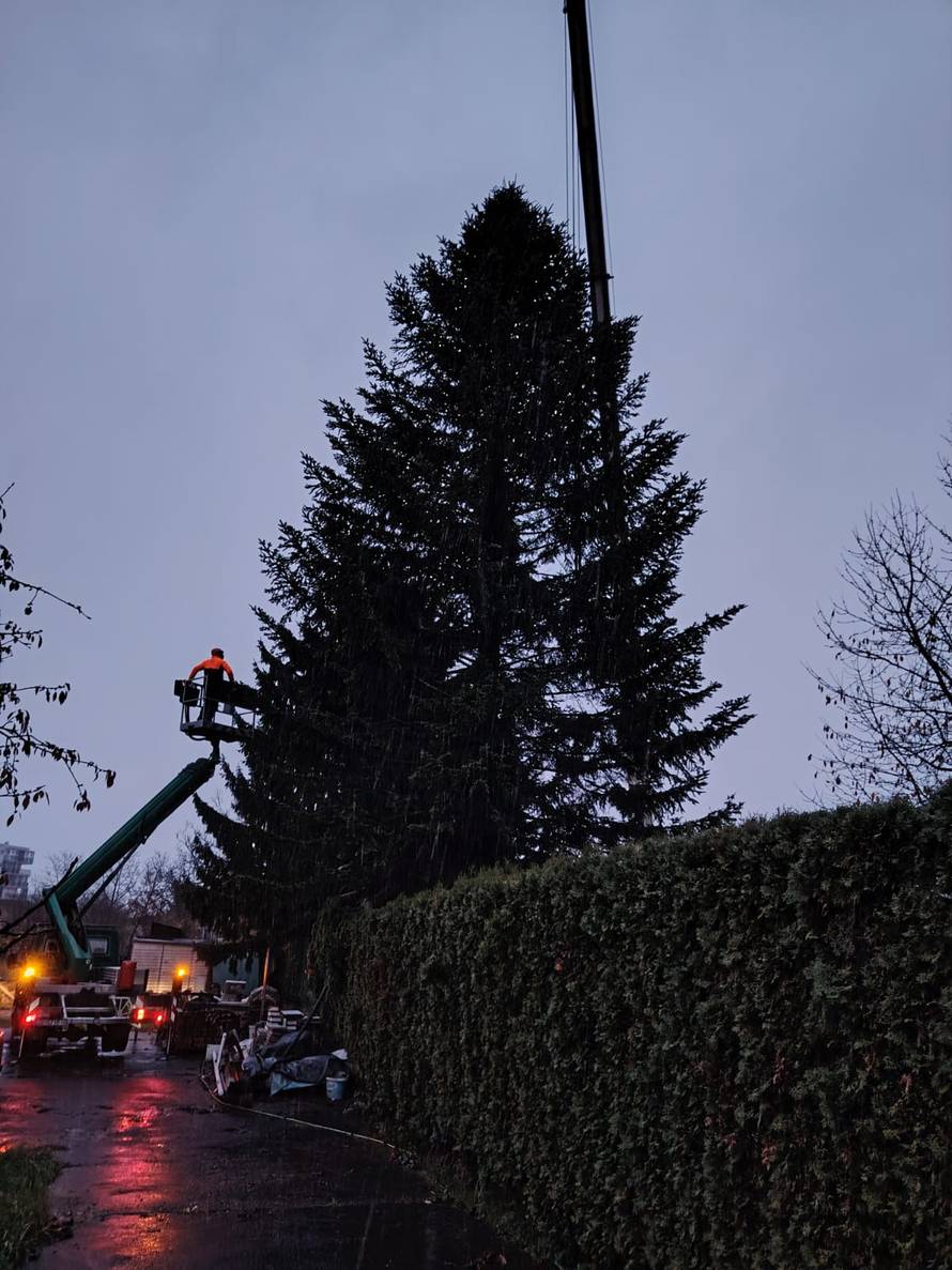 FOTO Ovo je jelka koje će ove godine biti na Trgu: 'Visoka je 18 metara, jako sam ponosan'