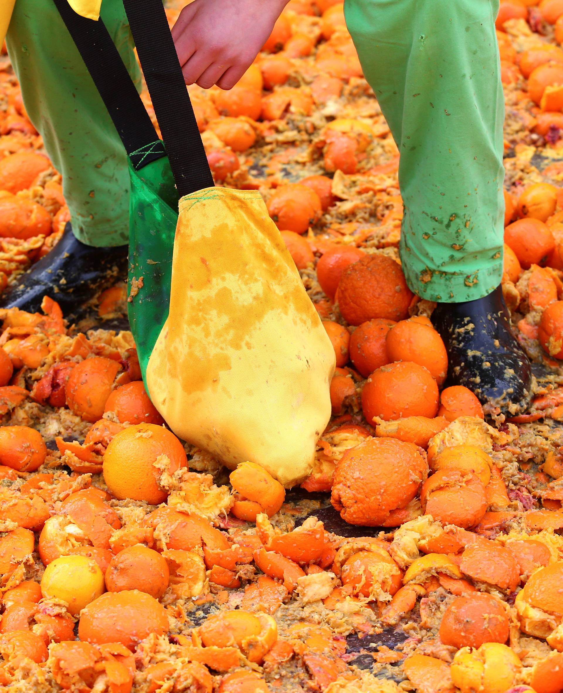 A member of a team collects oranges during an annual carnival battle in the northern Italian town of Ivrea