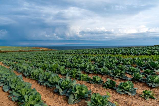 Polja kupusa u Istri