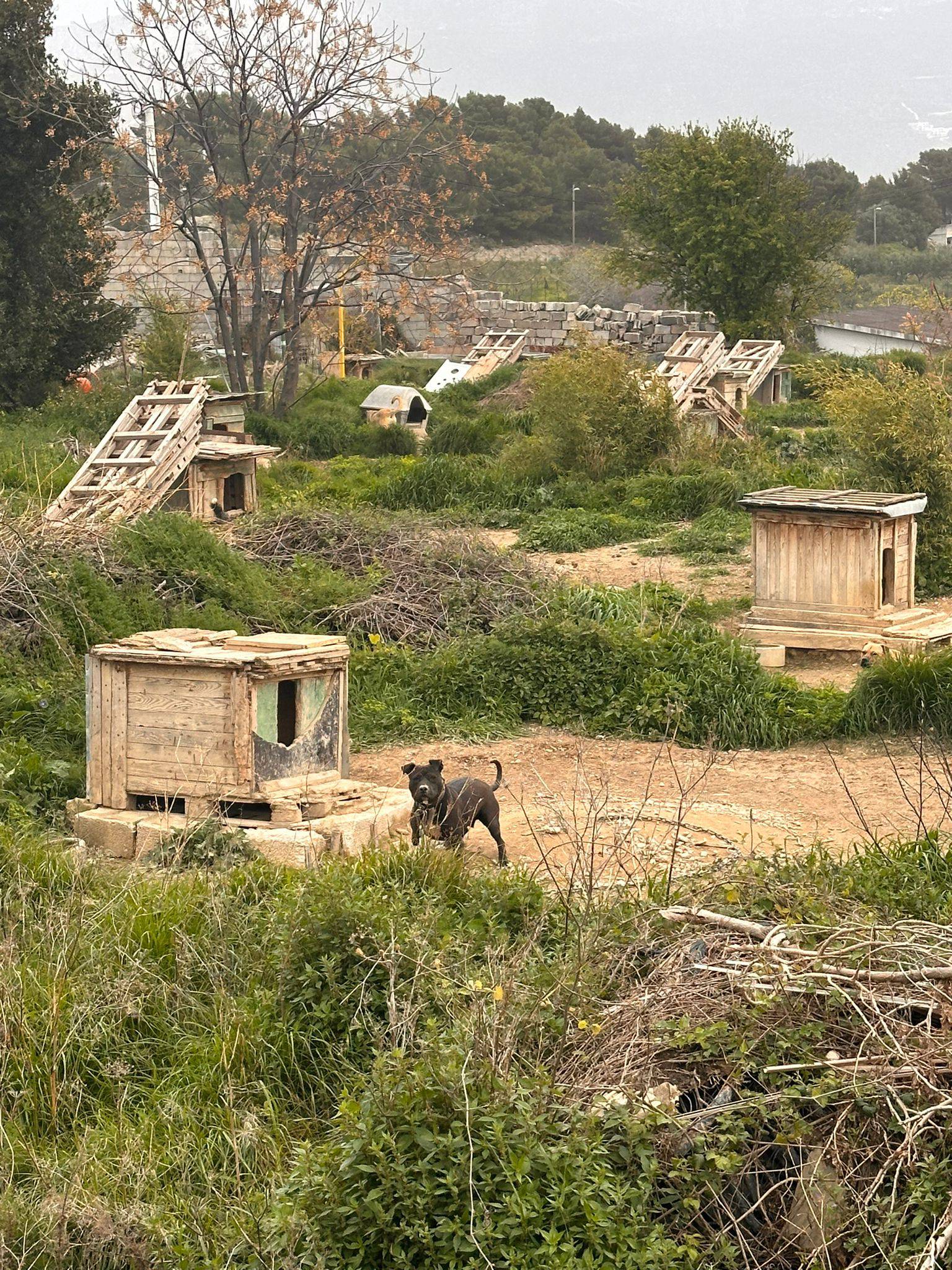 FOTO Potresne slike: 'Zatočeni vukovi u Splitu naučeni su na ljude, u dobrom su stanju...'