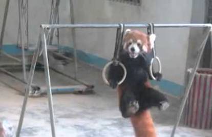 Akrobat na karikama: Mala panda je vrhunski gimnastičar