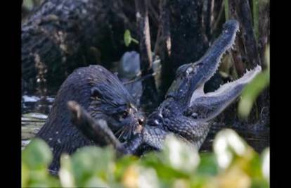 Video priča: Vidra se odlučila 'počastiti' mladim aligatorom! 