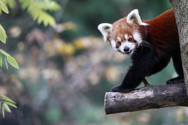 Međunarodni dan crvenih pandi u zagrebačkom Zoološkom vrtu