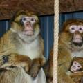 Majmun s mladučnetom trčao po cesti kod Prijedora: 'Nisu oni opasni, samo su preplašeni'