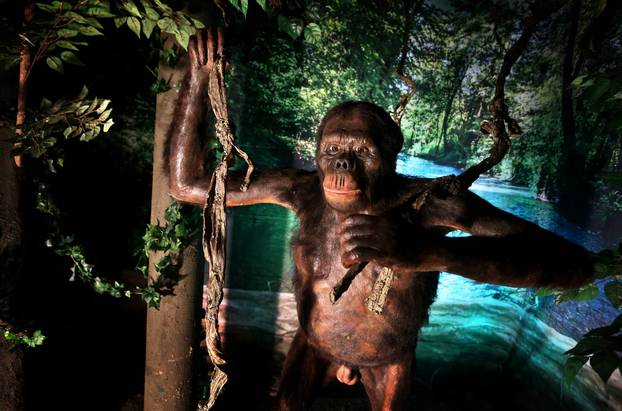 U muzeju je izložena replika majmuna koji je hodao Zemljom prije 11.6 milijuna godina