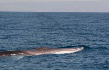 Plavi svijet: Velikog kita od 15 m snimili u blizini otoka Visa